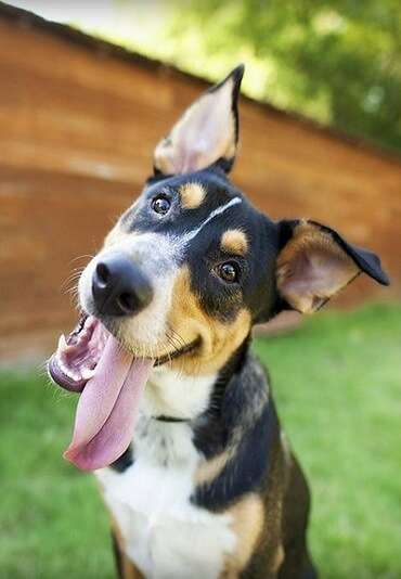 Fox and Hound Dog Grooming-Happy Tails Fox and Hound Dog Grooming-Happy Tails